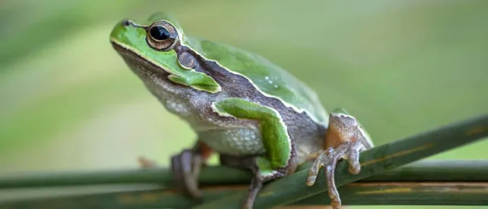 Hyla arborea | Φωτ. αρχείο ΕΜΦΙΓ-ΕΚΒΥ / Λ. Λογοθέτης
