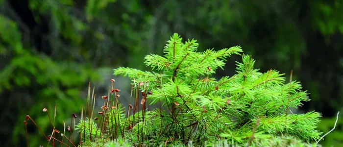 Picea abies | Φωτ. αρχείο ΕΜΦΙΓ-ΕΚΒΥ / Λ. Λογοθέτης
