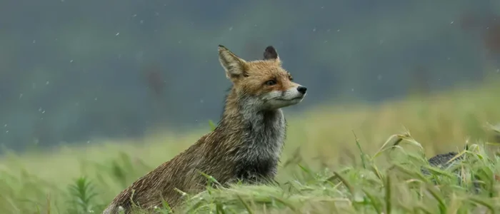 Vulpes vulpes | Φωτ. αρχείο ΕΜΦΙΓ-ΕΚΒΥ / Μ. Γκιρτζιότης