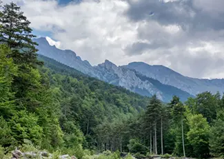 Δάση στον Όλυμπο / Φωτογραφικό αρχείο ΕΚΒΥ