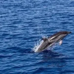 ΚΥΑ για τη δημιουργία δικτύου παρακολούθησης και διαχείρισης εκβρασμών ειδών άγριας θαλάσσιας πανίδας