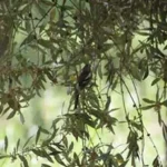Οι ελαιώνες ως ενδιαίτημα της ορνιθοπανίδας / Φωτ. Αρχείο ΕΚΒΥ / Γ. Ιωαννίδης