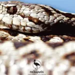 Κυκλοφόρησε ο πρώτος Οδηγός αναγνώρισης των φιδιών της Ελλάδας