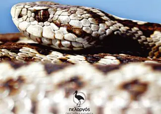 Κυκλοφόρησε ο πρώτος Οδηγός αναγνώρισης των φιδιών της Ελλάδας