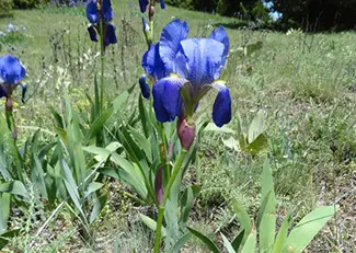 Iris hellenica, Οίτη / Δ. Μέρμυγκας