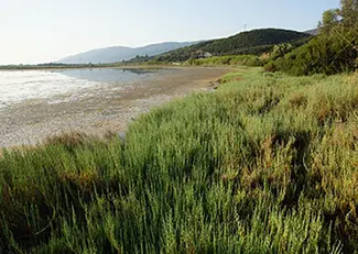 Λιμνοθάλασσα Ψήφτας Μεθάνων/ EKBY, 2017