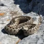Η Ελληνική Οχιά των Λιβαδιών / ΜΓΦΙ, Μαρία Δημάκη