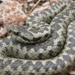 Vipera graeca / Γ. Ιωαννίδης