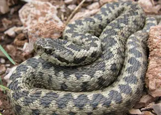 Vipera graeca / Γ. Ιωαννίδης